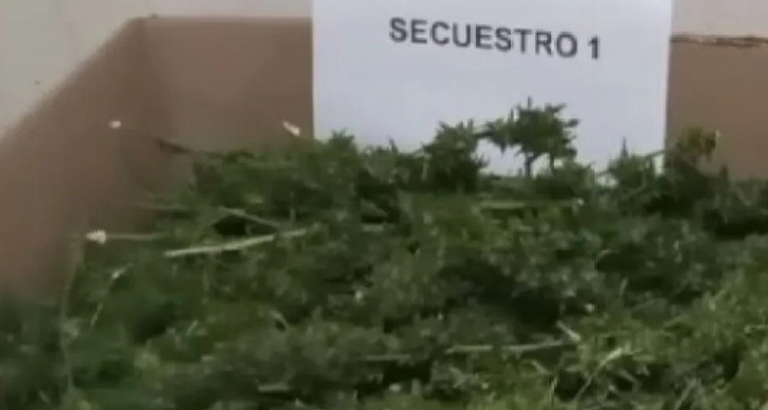 Bolívar: secuestran más de 2 kilos de marihuana en un operativo policial 