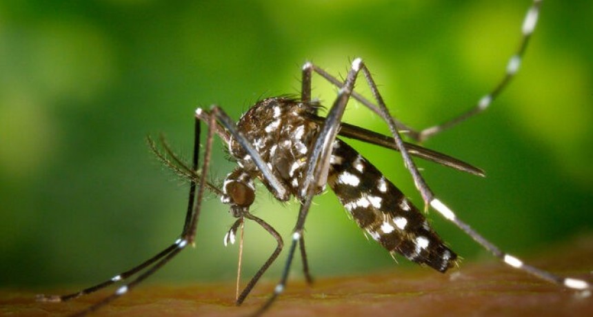 Alertan que febrero y marzo son los meses de mayor circulación del mosquito Aedes aegypti