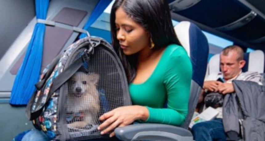 Viajar en micro con nuestras mascotas, ¿sí o no?