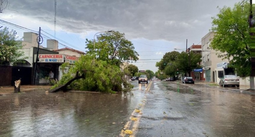 Tandil: caída de árboles y voladura de techos por temporal