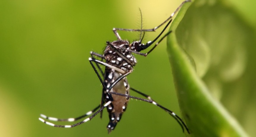 Dengue: 40 municipios bonaerenses se sumarán a la red de vigilancia nacional