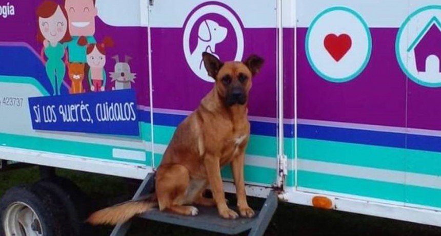 Bromatología busca llegar a las 6500 castraciones y apelan a la concientización para lograrlo 