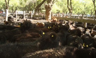 Remate en Olavarría, el martes pasado, consignataria Mondino, Exequiel Hourcade