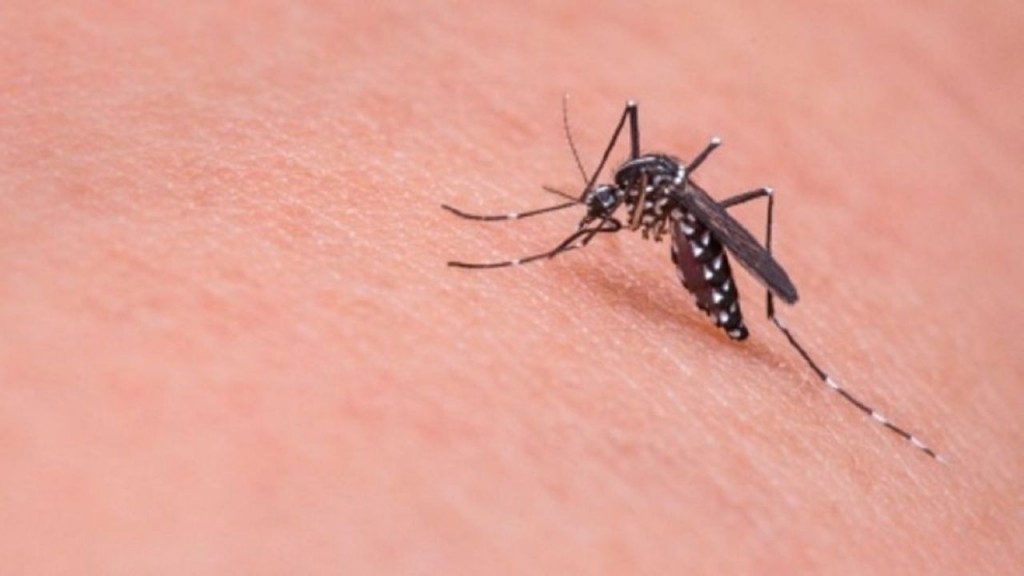 Dengue en la provincia: 41 municipios en brote, más de 35 mil casos y 25 personas fallecidas