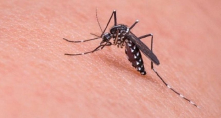 Dengue en la provincia: 41 municipios en brote, más de 35 mil casos y 25 personas fallecidas