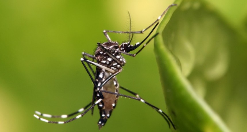 Dengue: Provincia habilitó teleconsultas gratis con médicos 
