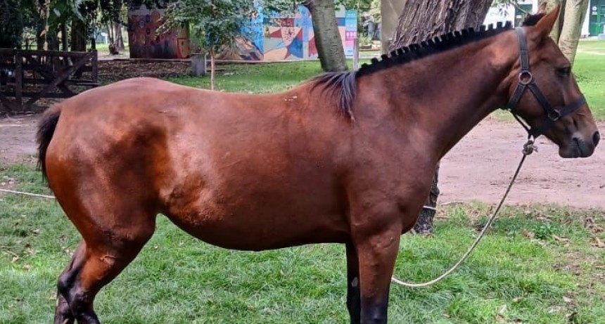 Se busca dar con el propietario de dos caballos que ingresaron al bioparque La Máxima 