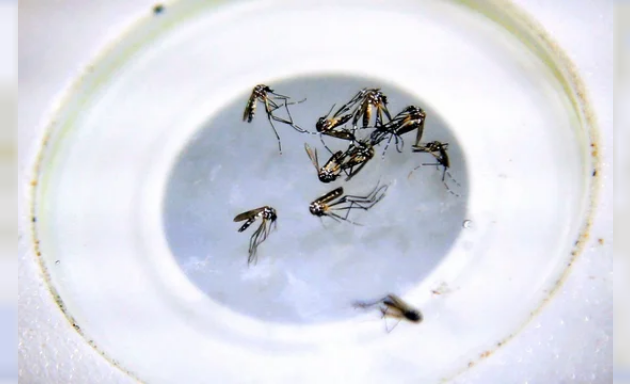 Malbrán: 'Fumigar debería ser la última opción contra el dengue, porque los mosquitos muestran resistencia'