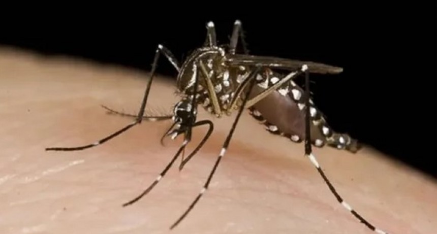 Ya son 161 las víctimas de dengue en la Argentina