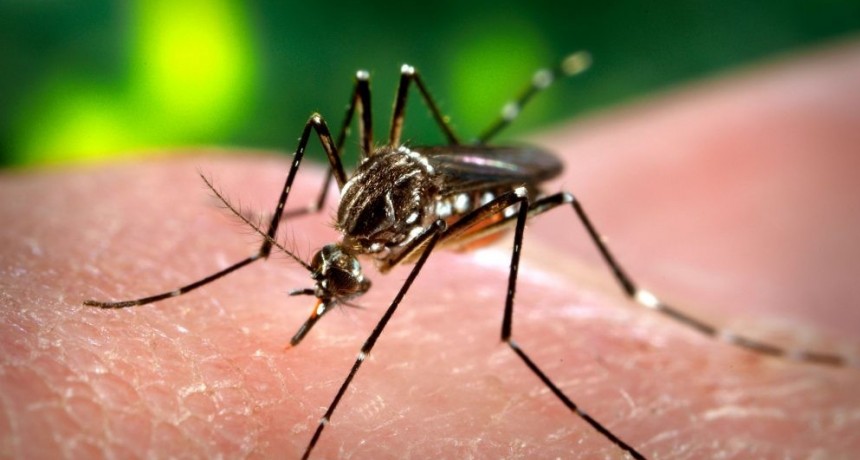 Provincia notificó un caso de dengue en Olavarría