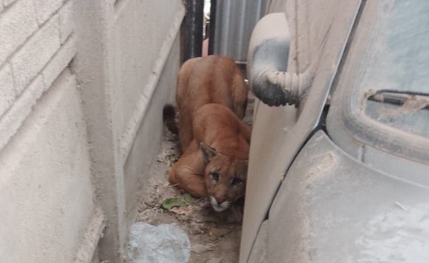 Rescataron un puma en una vivienda de Juan N. Fernández