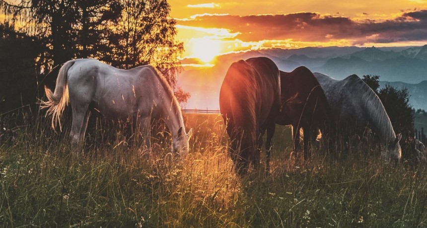 Terapia con caballos: alternativas para la calma