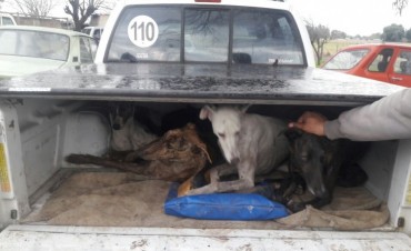 Más decomisos de liebres por caza ilegal