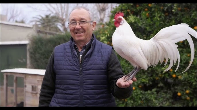 ‘Los avicultores mantienen y perfeccionan las aves de razas puras’