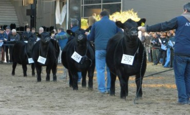 Comienza este lunes 19 la Exposición Nacional de Angus Primavera 2016