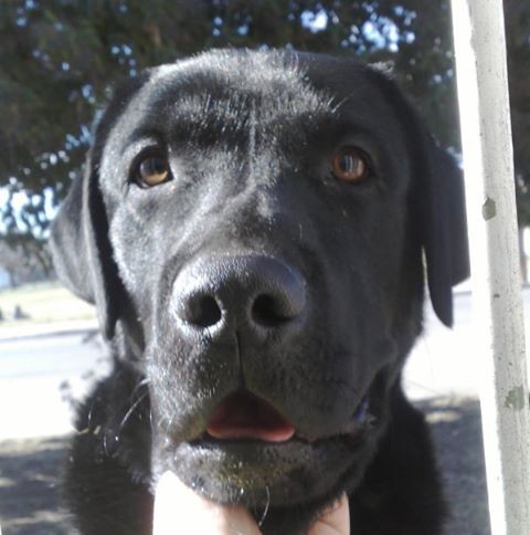 Extravío de Labrador negro