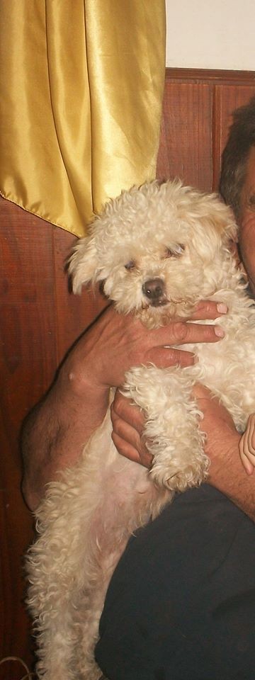 Perra extraviada