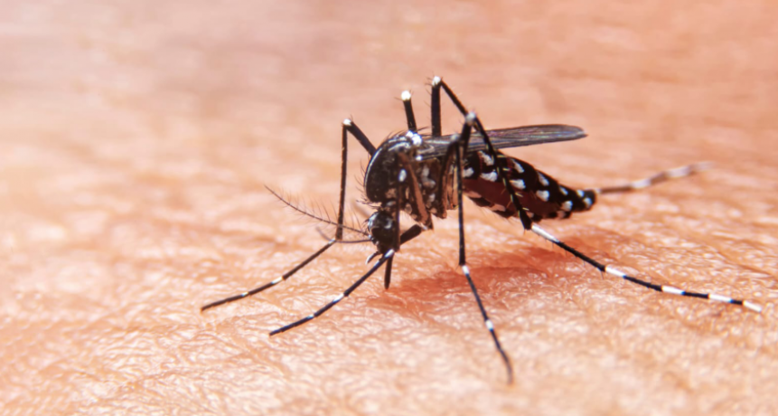 Dengue: desde la Provincia recomiendan evitar acumulación de agua en casas