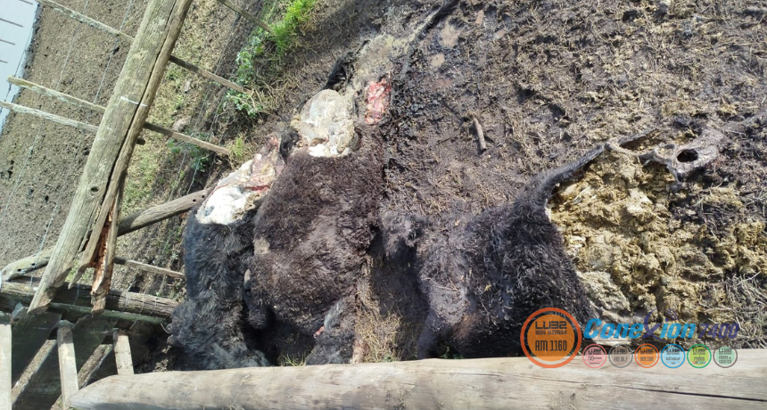 Nuevo caso de abigeato en Sierra Chica