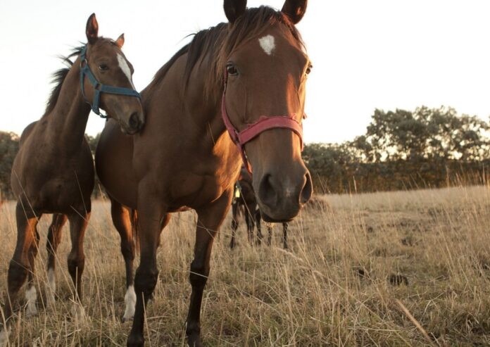 Encefalomielitis equina: “Se está trabajando fuertemente en las medidas de prevención”